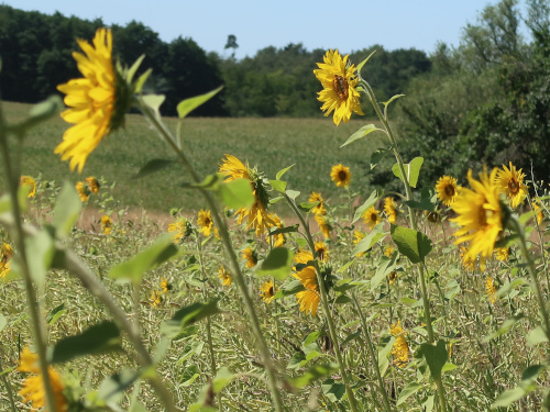 Sonnenblumen.jpg